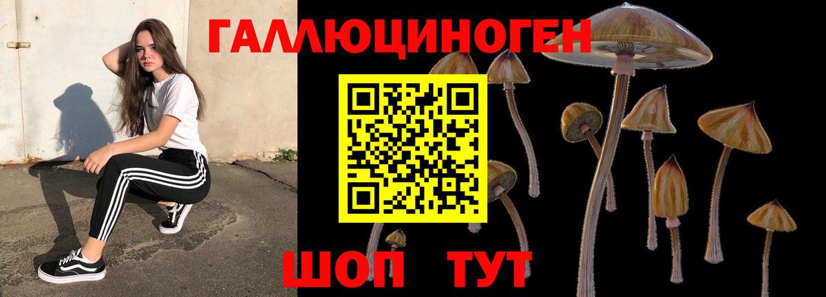 Галлюциногенные грибы Psilocybe  Вход с VPN  Осинники 